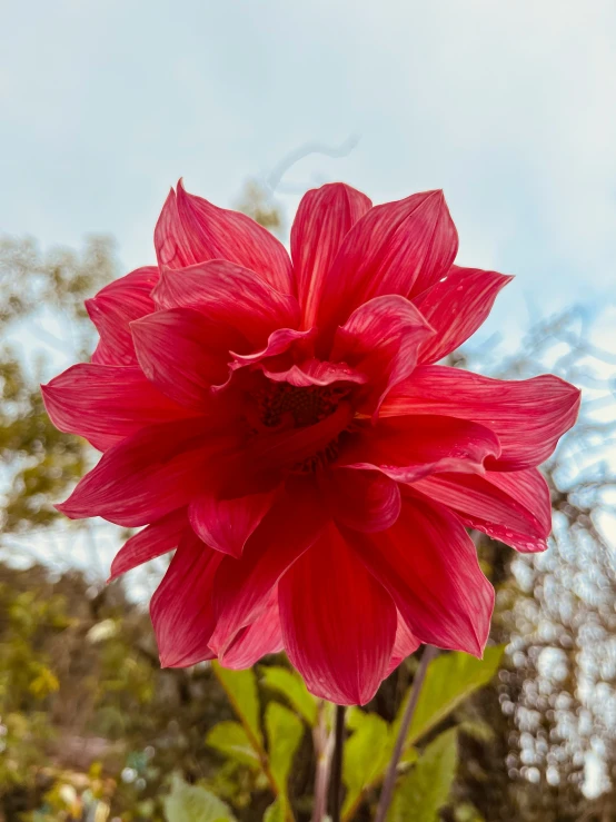 the bright red flower is very large and wilted