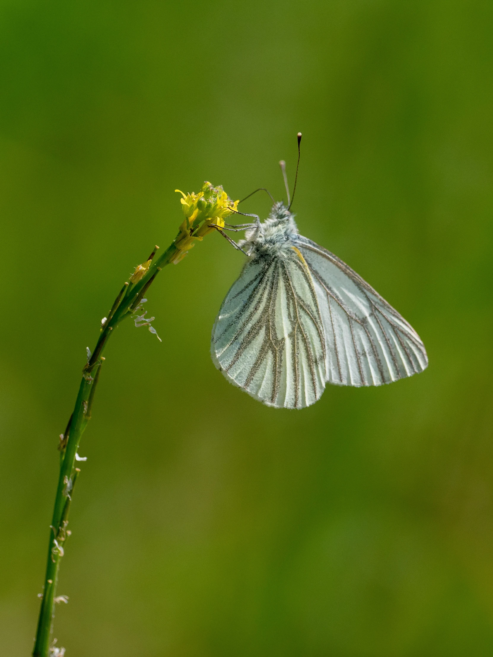 a erfly resting on a thin flower stem