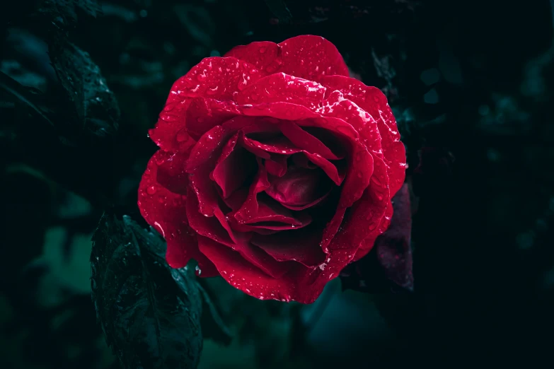 a red rose that is covered in water droplets