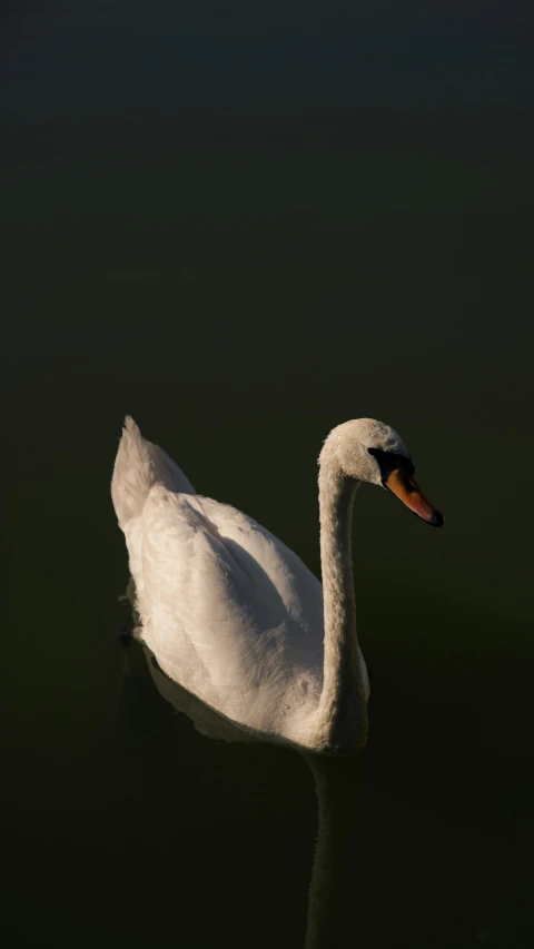 a white swan with a black head and long neck