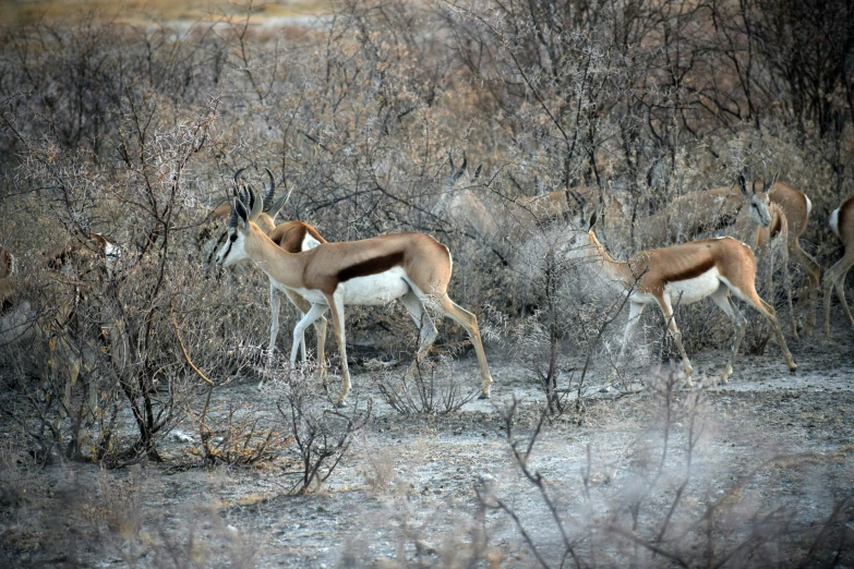 several antelopes walk in the brush together