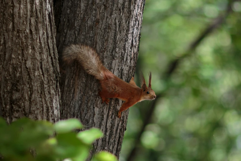 a squirrel climbing up and down a tree