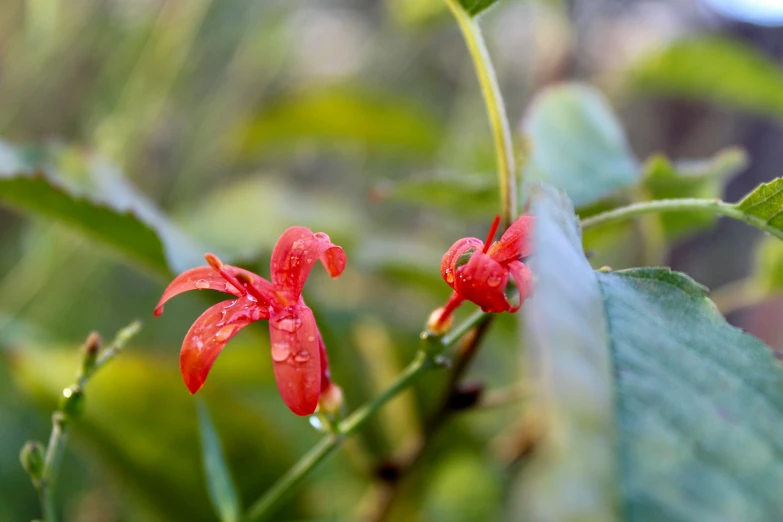 a close up s of two red flowers