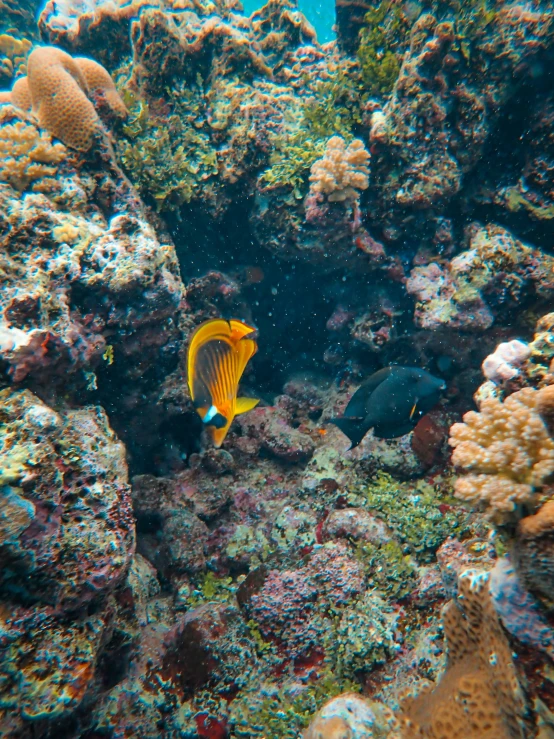 a small yellow and white fish in the middle of an ocean with rocks