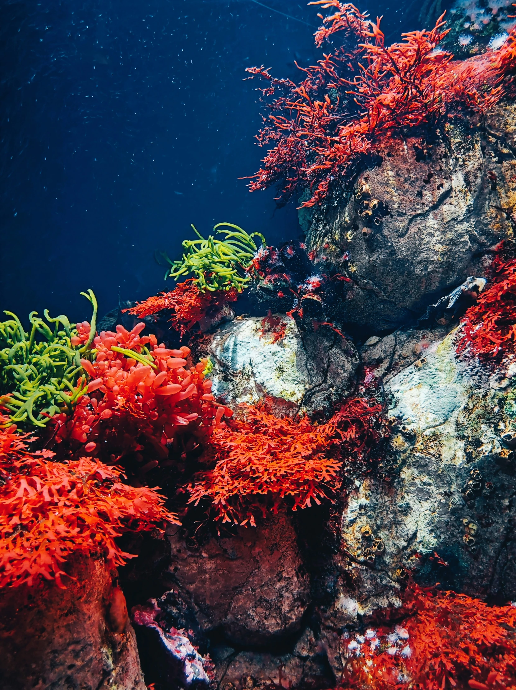 the coral in a sea - bottomed area is full of coral