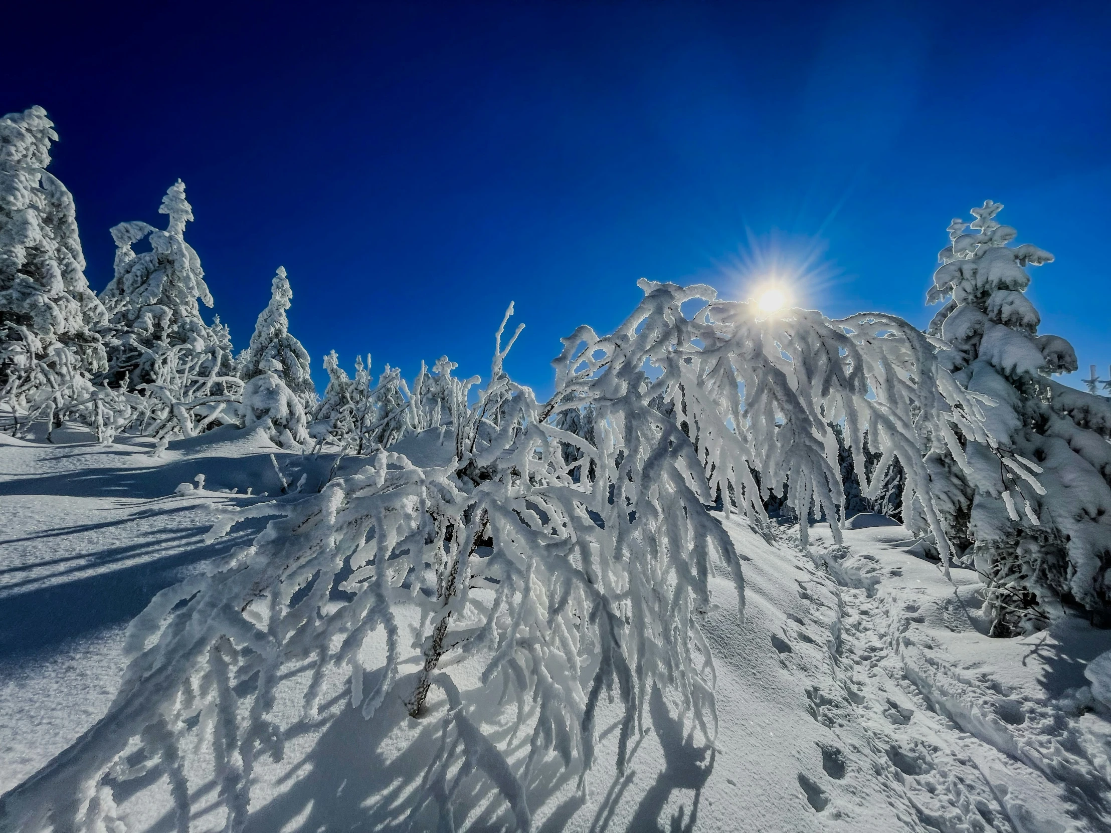 sun is shining through some trees that are covered with snow