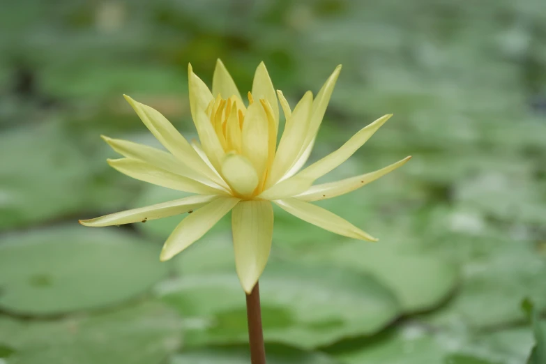 a yellow lily blooming in the middle of a pond