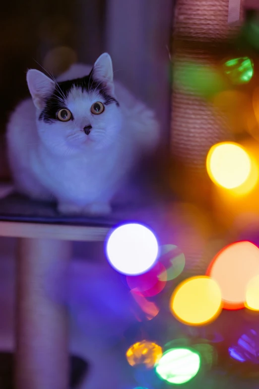 white cat sitting in window by the lights of the house