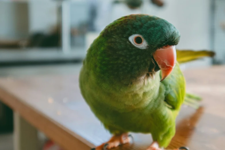 there is a green parrot sitting on the wooden table