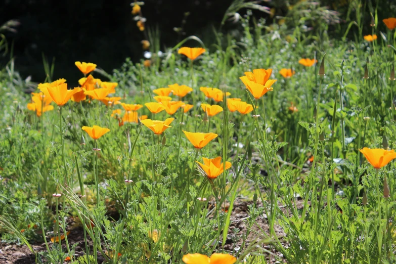 a field of yellow flowers with long grass