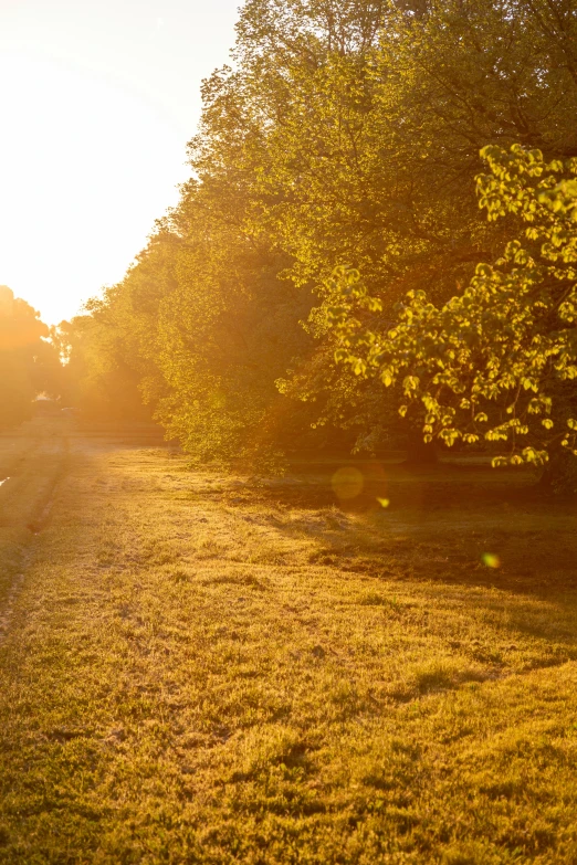 the sun shines brightly on an open grassy field