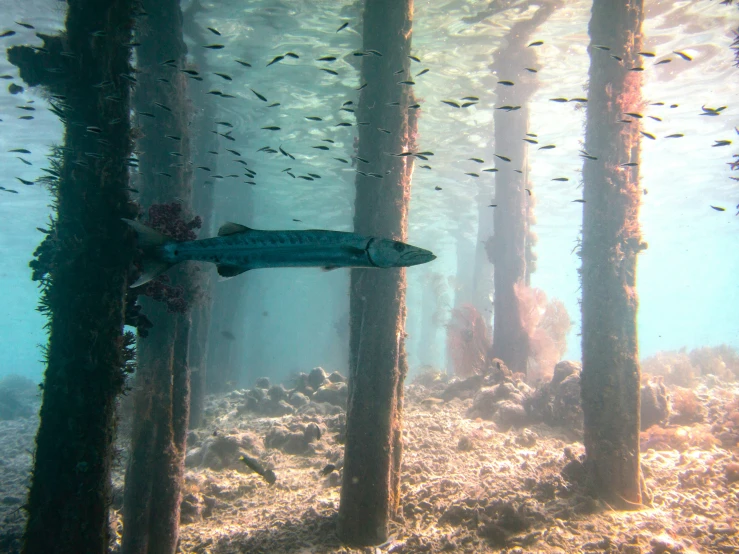 a very large fish in a big lake with lots of vegetation