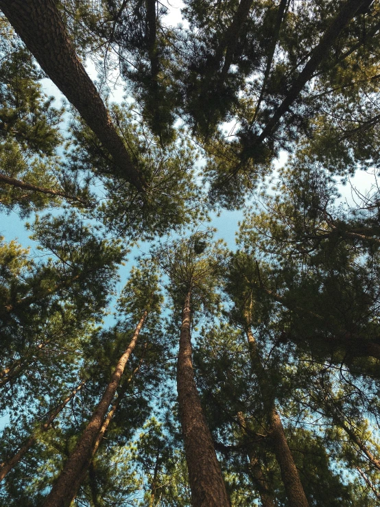 upward view of a large group of trees