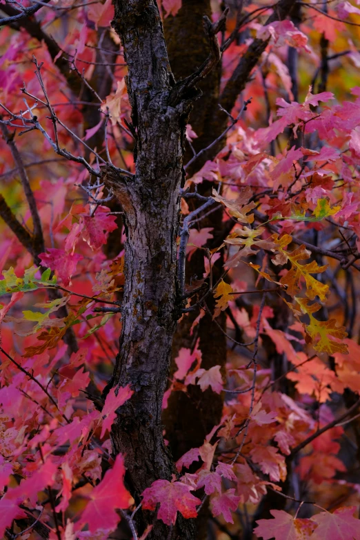 some very colorful trees in the fall leaves