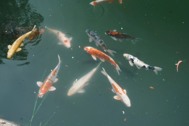 several orange and white koi fish in a pond