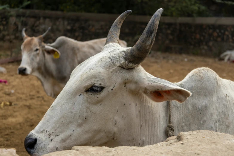 two steer are standing next to each other in a pen