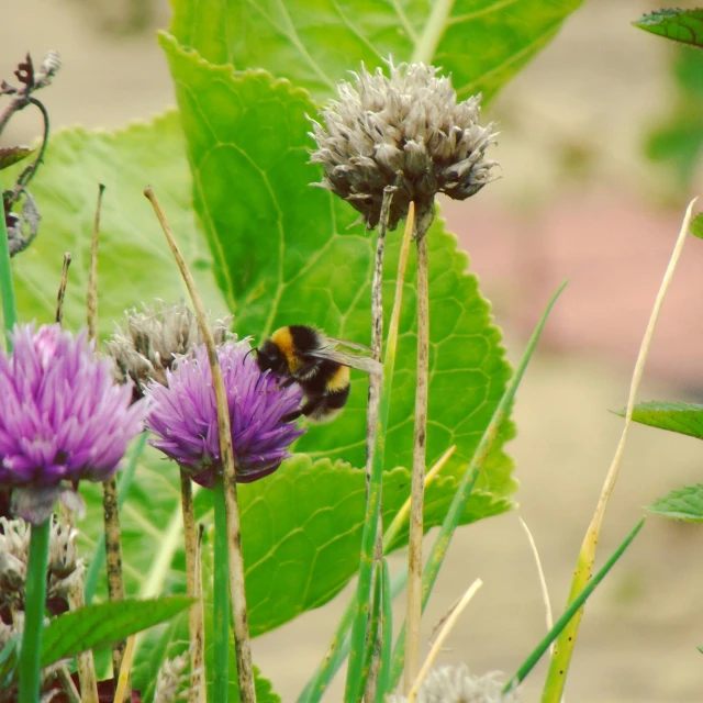 a bee on purple flowers in the grass