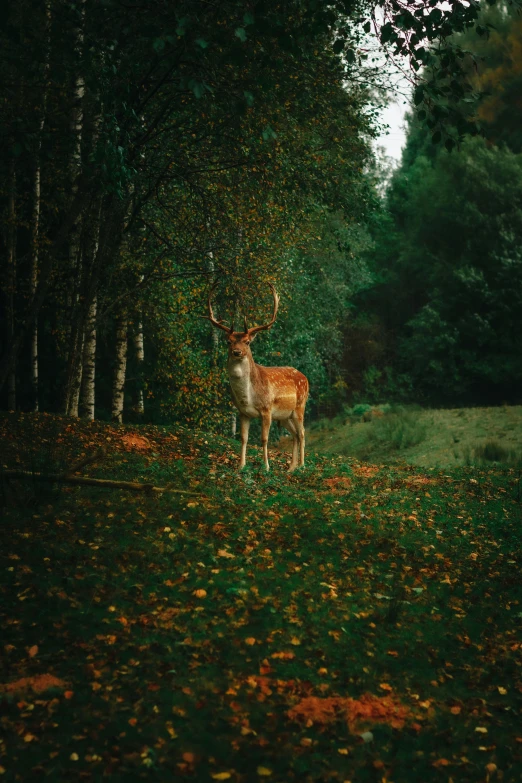 an animal standing in a field next to trees