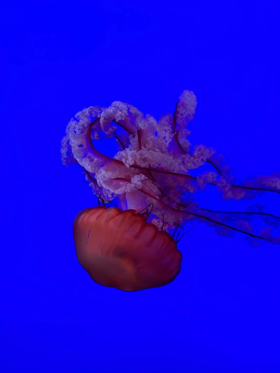 an octo fish floating in a blue aquarium