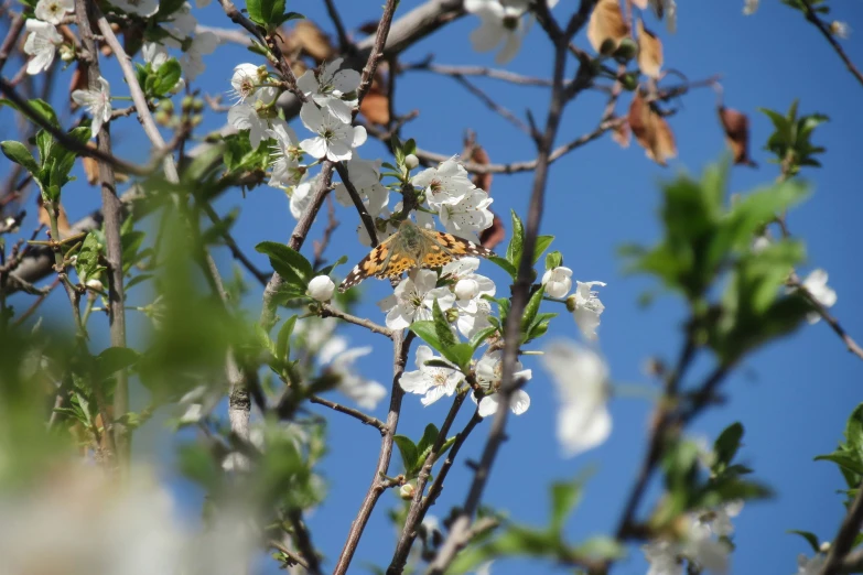 a yellow erfly is on a white flower