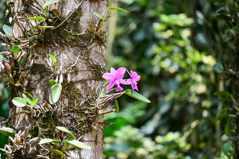 a tree with vines and a flower in the center