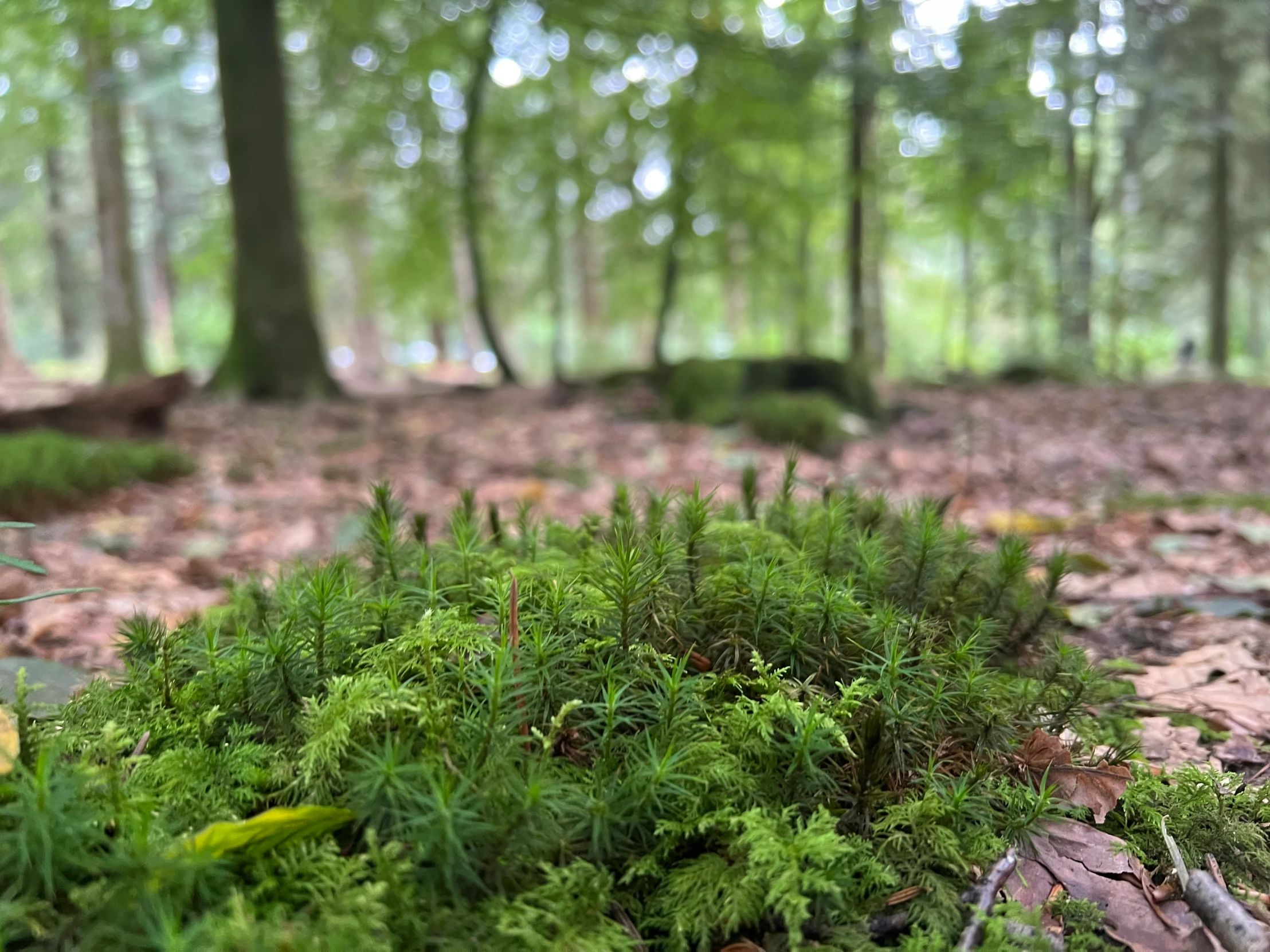 the green plant is growing in the woods