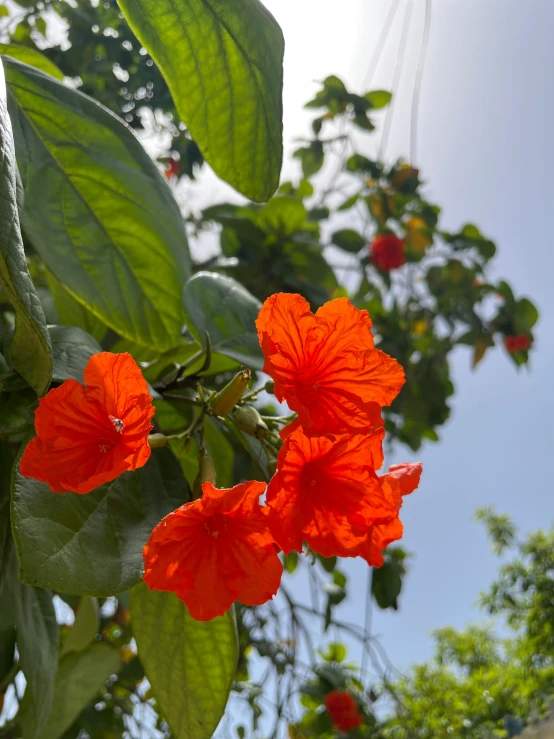 close up of an orange flower growing on tree leaves