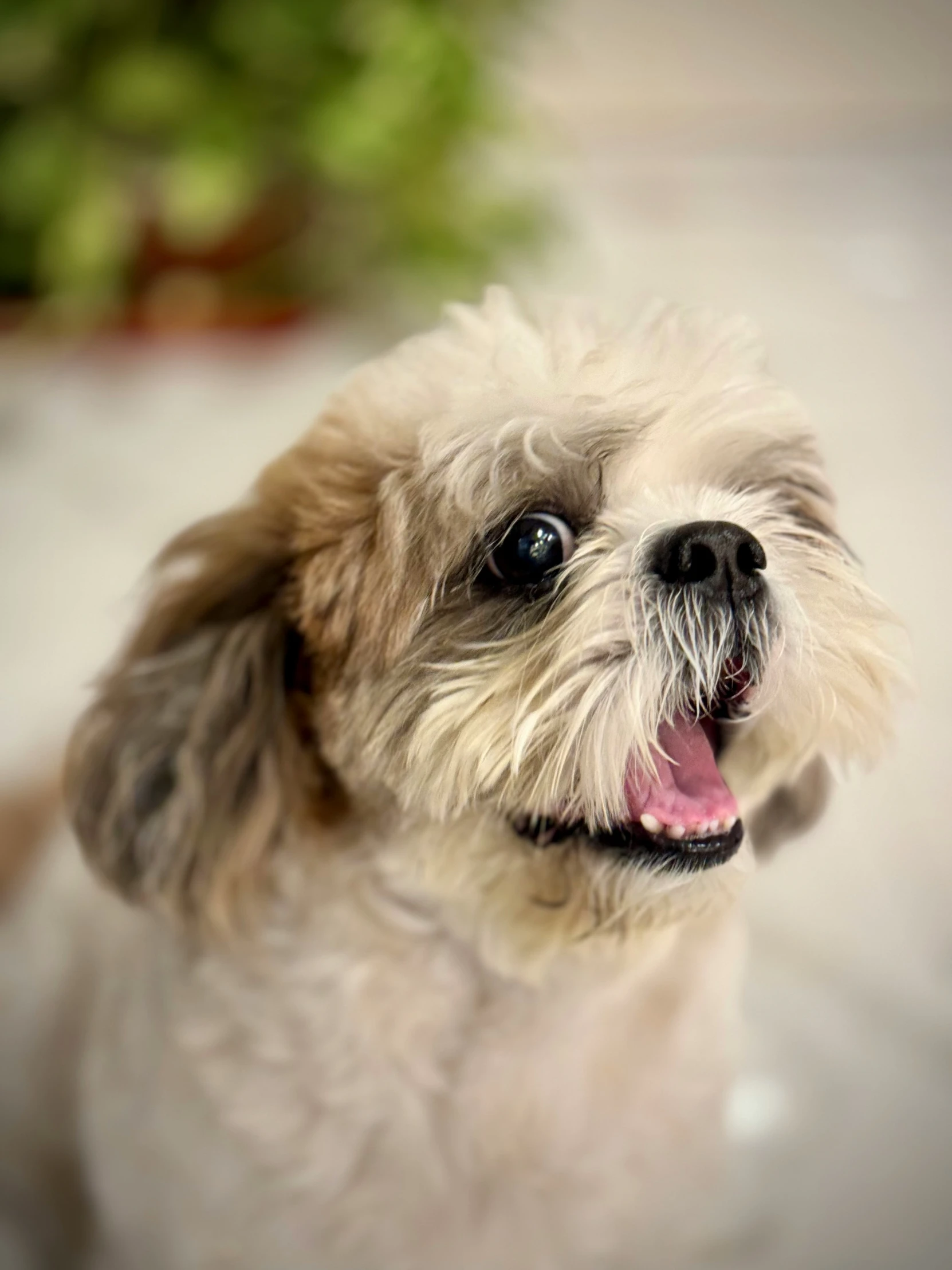 a close up of a dog panting with it's mouth wide open