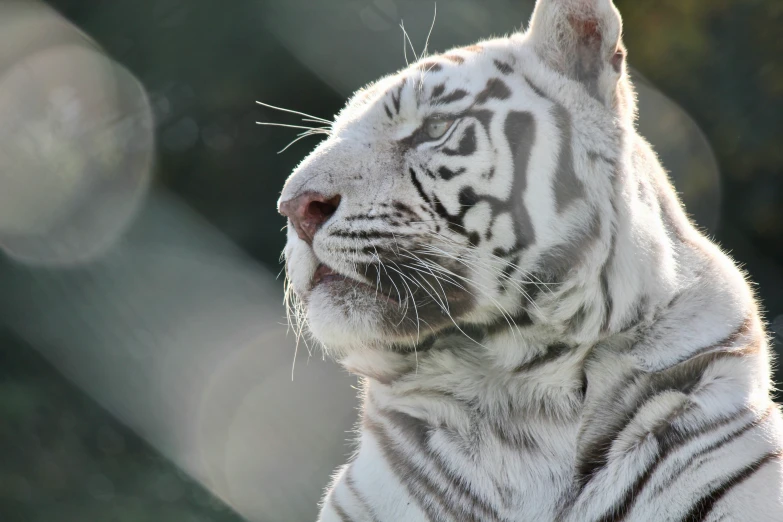 a tiger is in an enclosure looking to its left