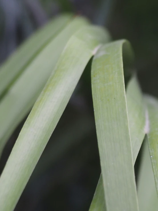 closeup s of green plant leaves with no image