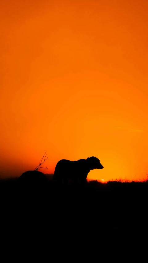 a bear walking across the sunset