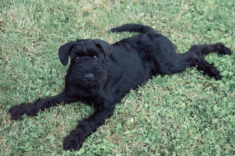 a black puppy lies in the grass looking at the camera