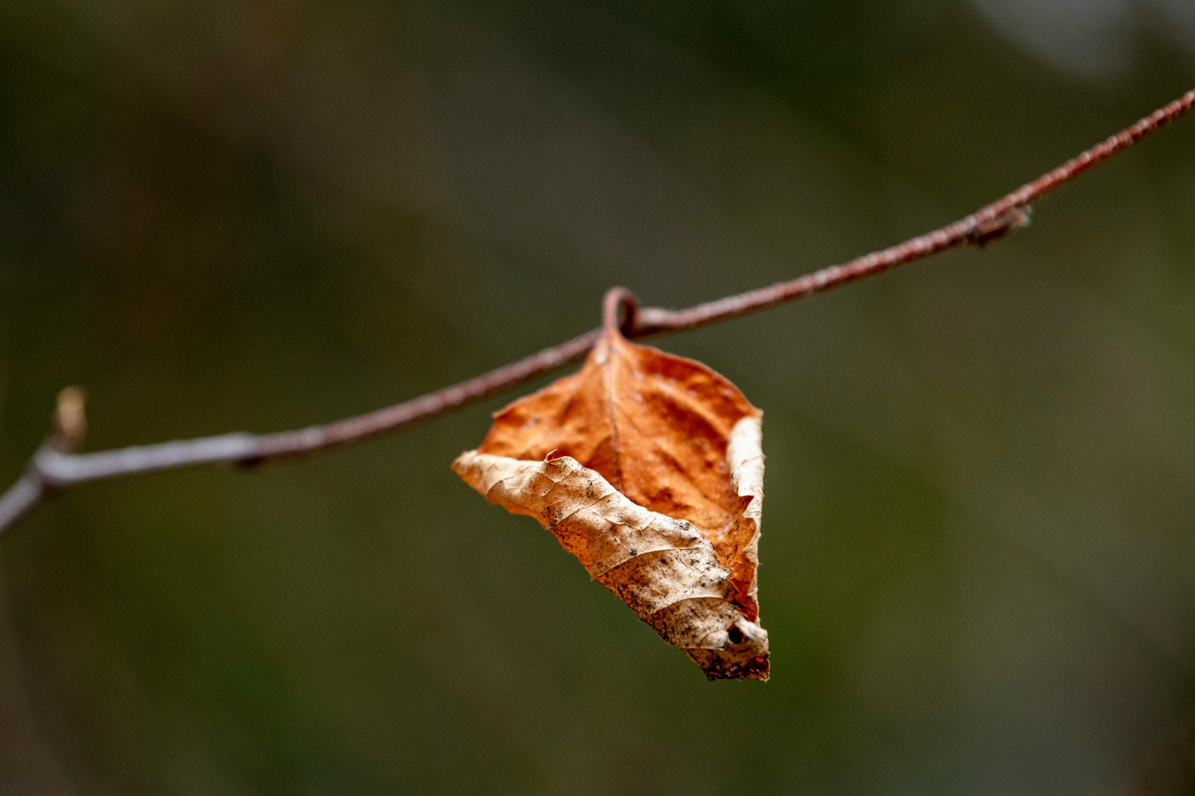 an orange leaf on a nch in front of blurry background