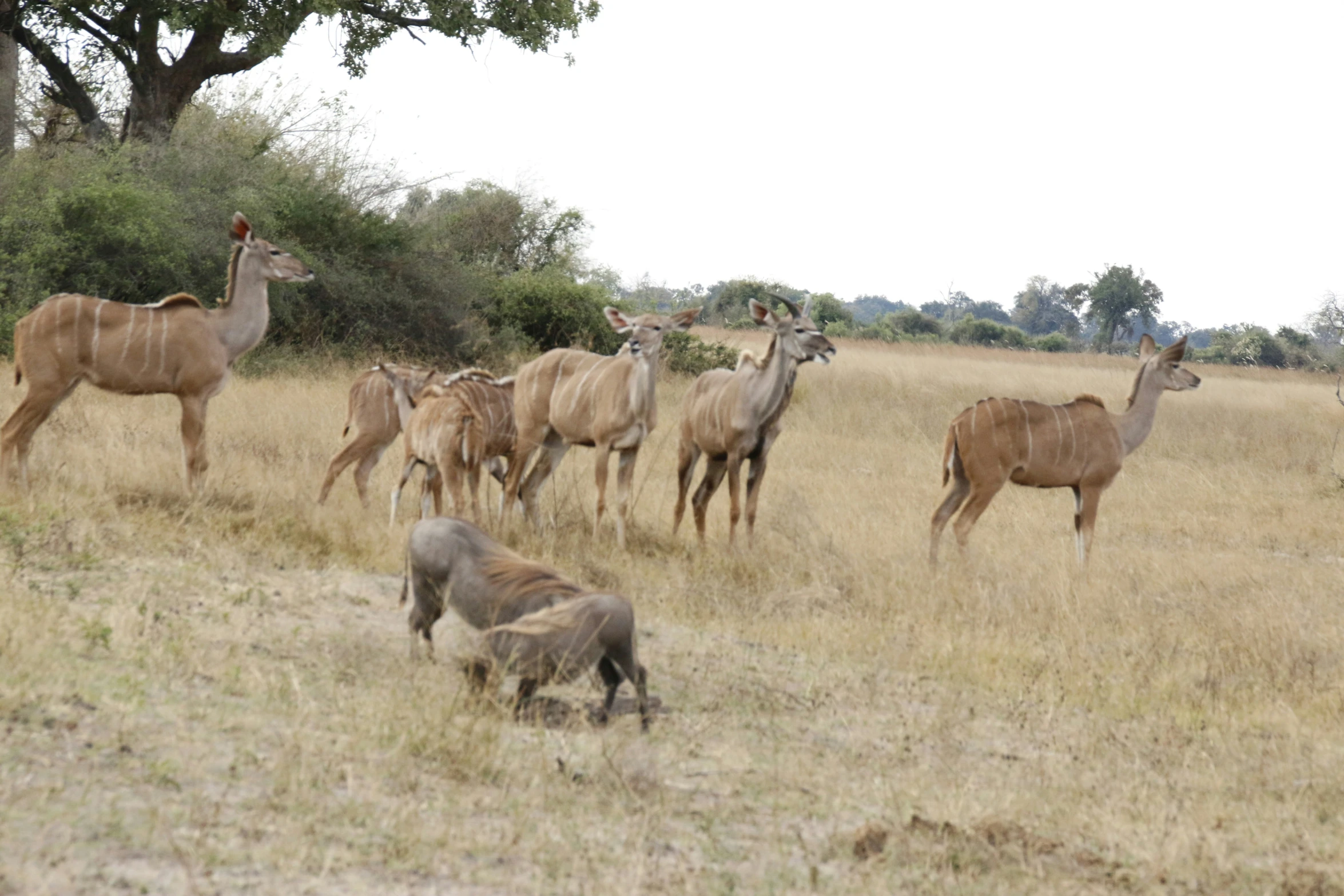 a herd of deer grazing in an open field