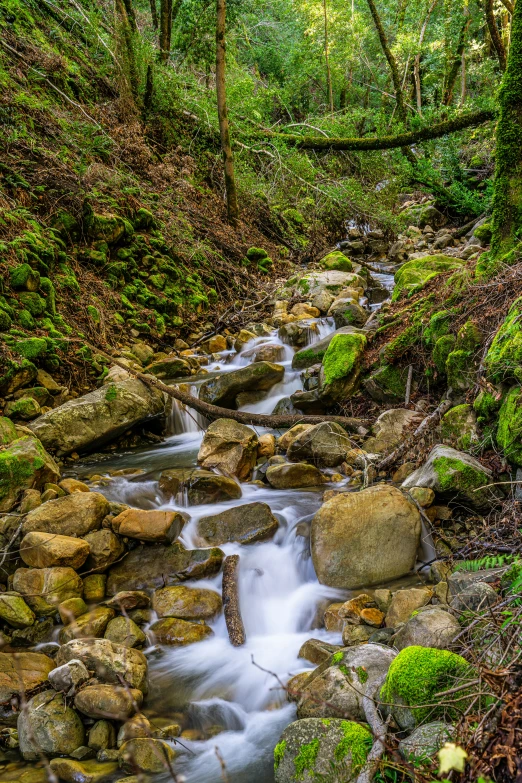 a stream running through a forest filled with rocks