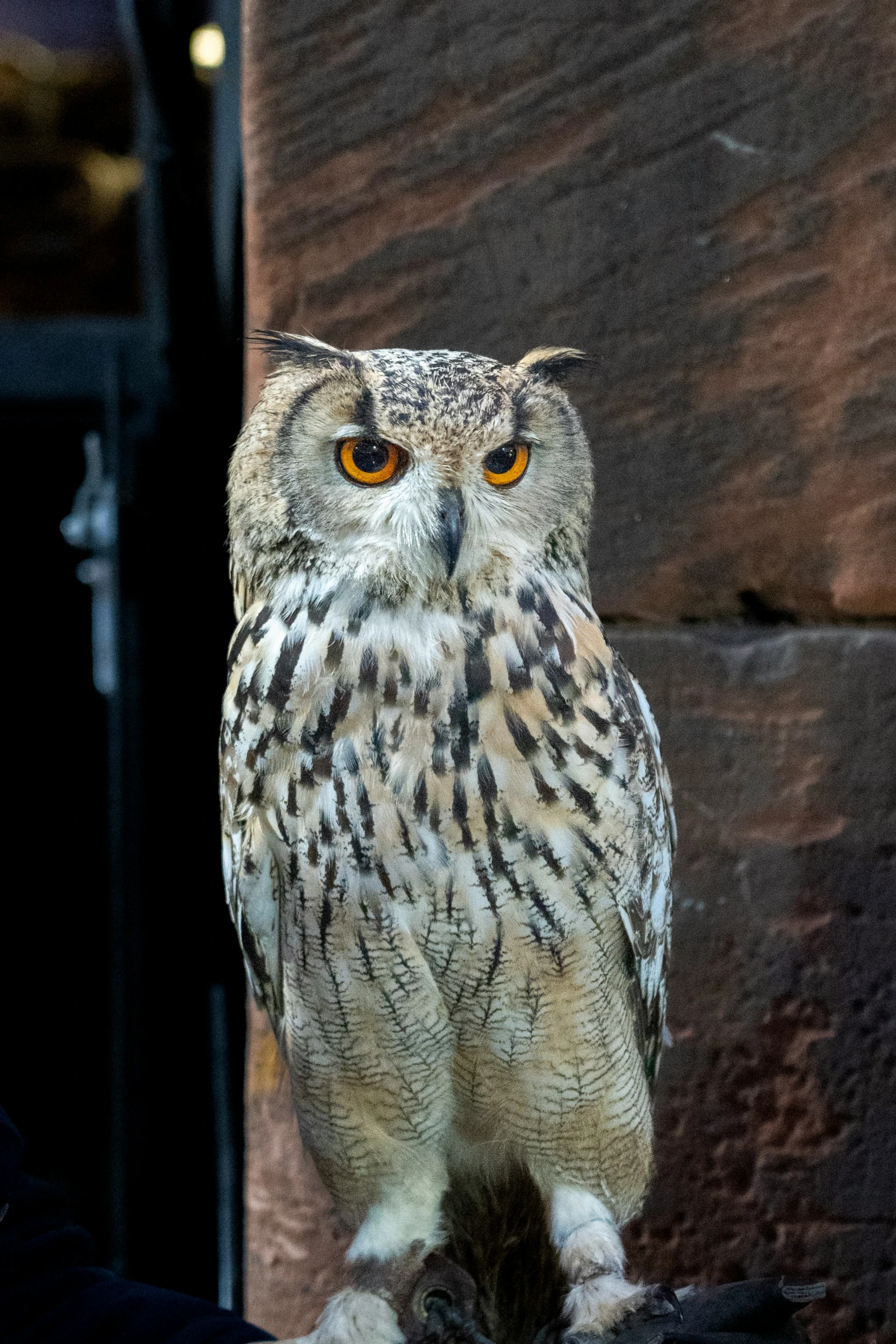 a owl sitting on a person's hand with bright orange eyes