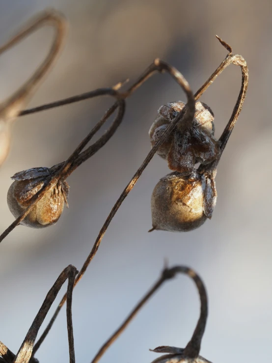 small plant with three bulbs on it's stem