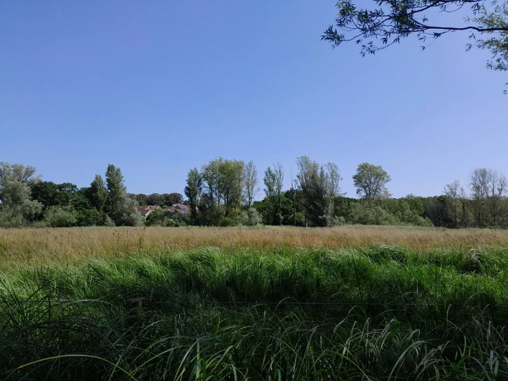 a field of grass and trees against a blue sky