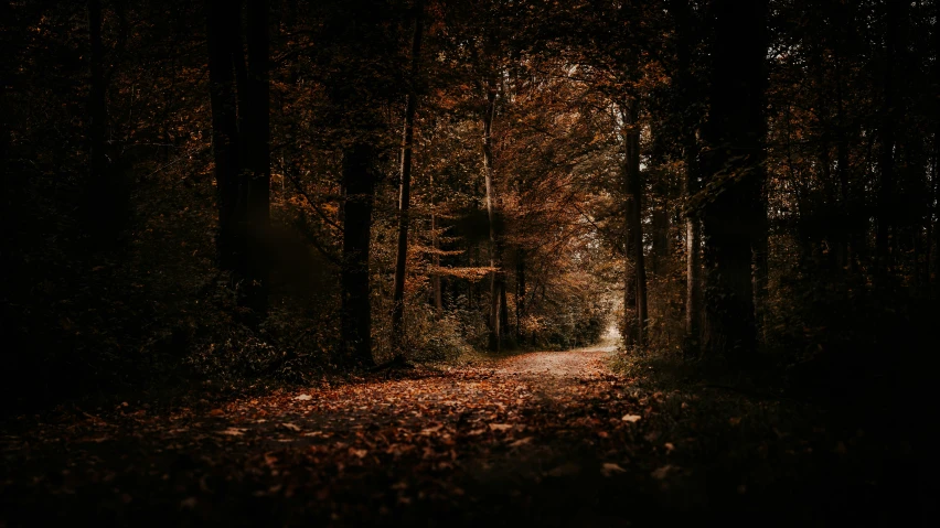 a dark forest is lit by light from the sun