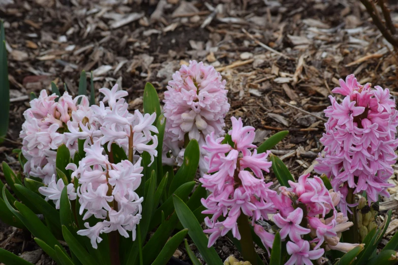 some pink and white flowers some grass and some brown mulchs