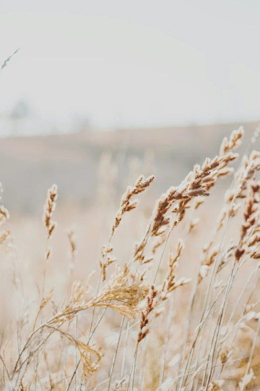 weeds are in an open field with an out - of - focus background