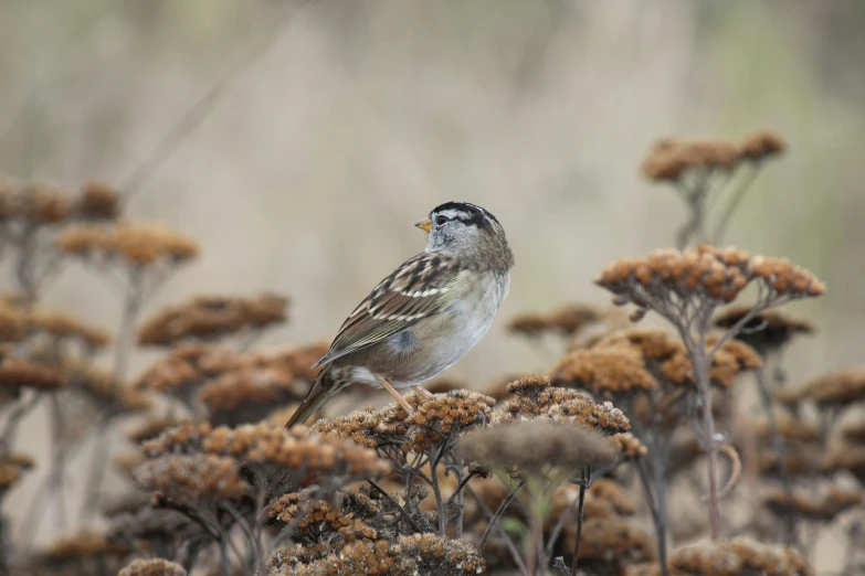 a small bird is perched on the top of a bush