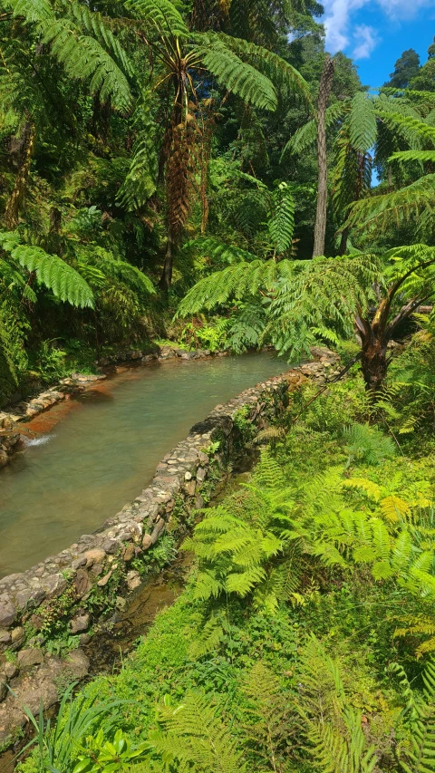 a water way surrounded by lush green trees and ferns