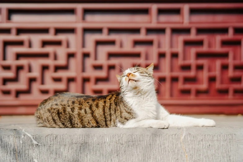 a cat looking up in a courtyard and another on a ledge