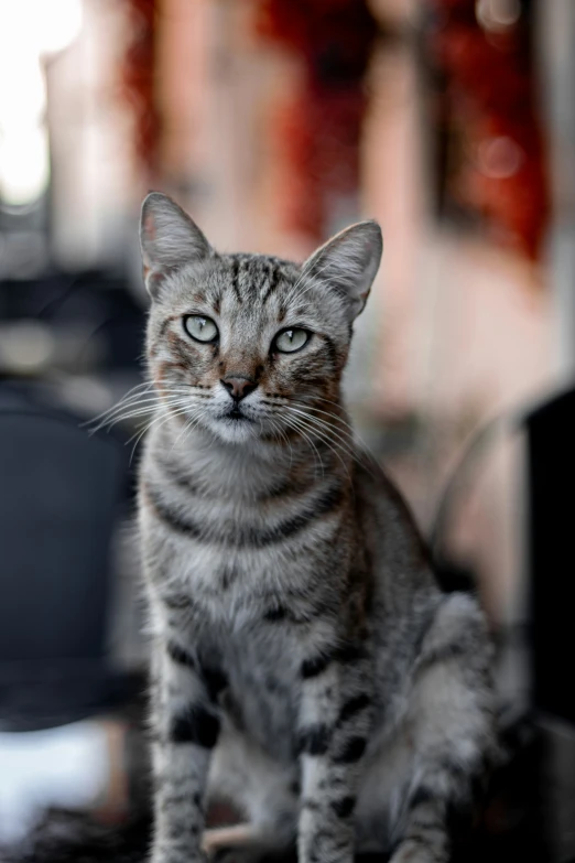 a gray tiger cat sitting on a chair looking at the camera