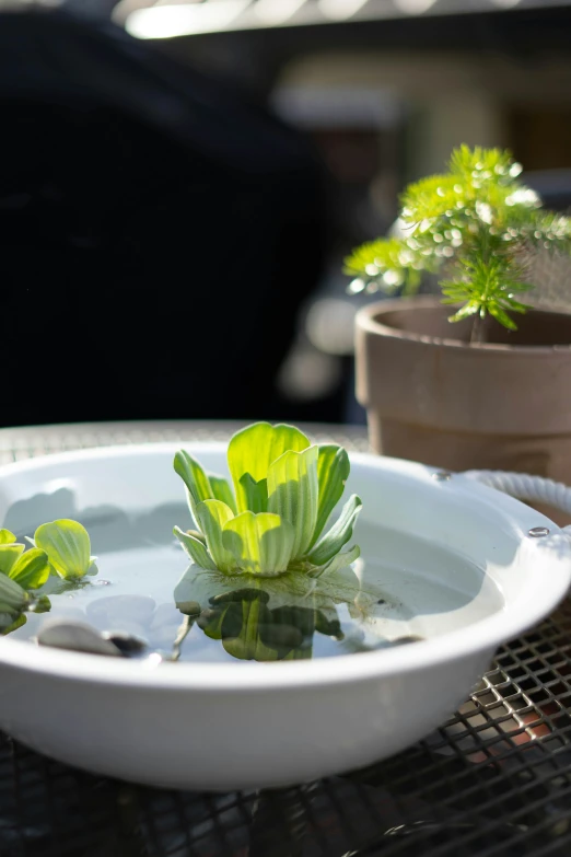 an empty dish that has some flowers in it