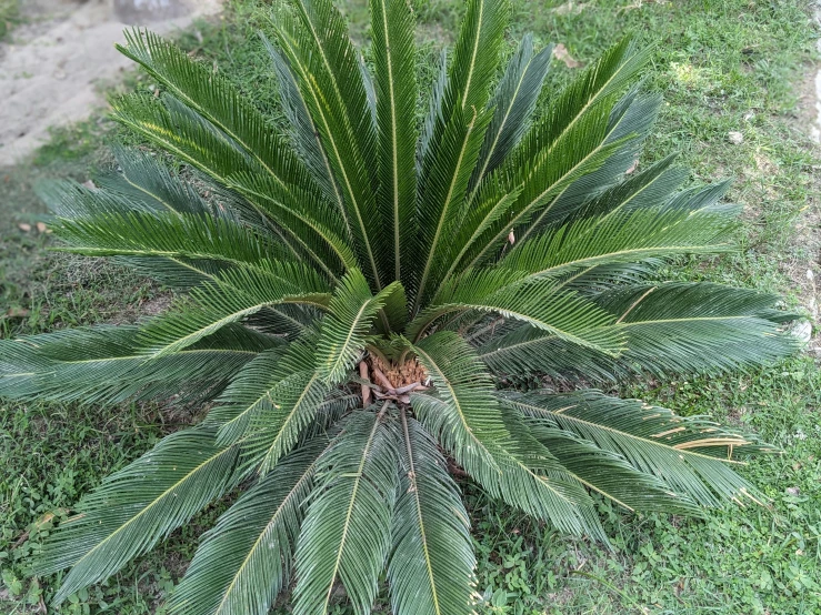 a leafy green plant is in the middle of some green grass