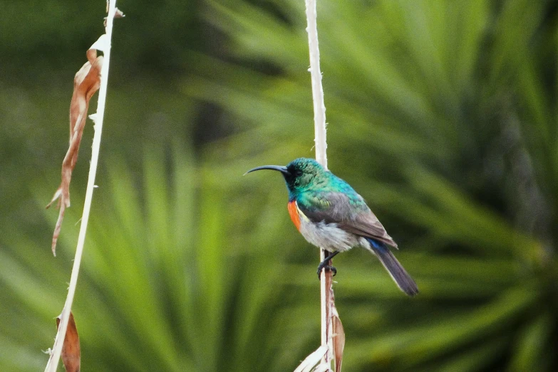 a hummingbird perched on a thin nch near palm leaves