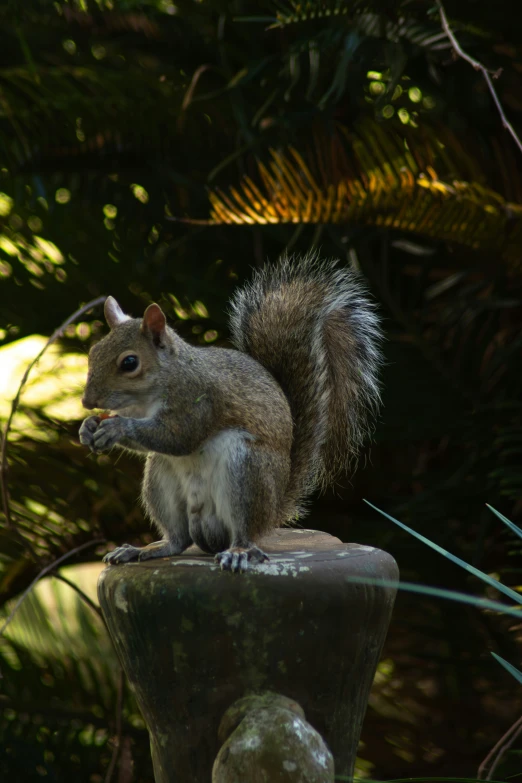 a squirrel is standing on top of a rock