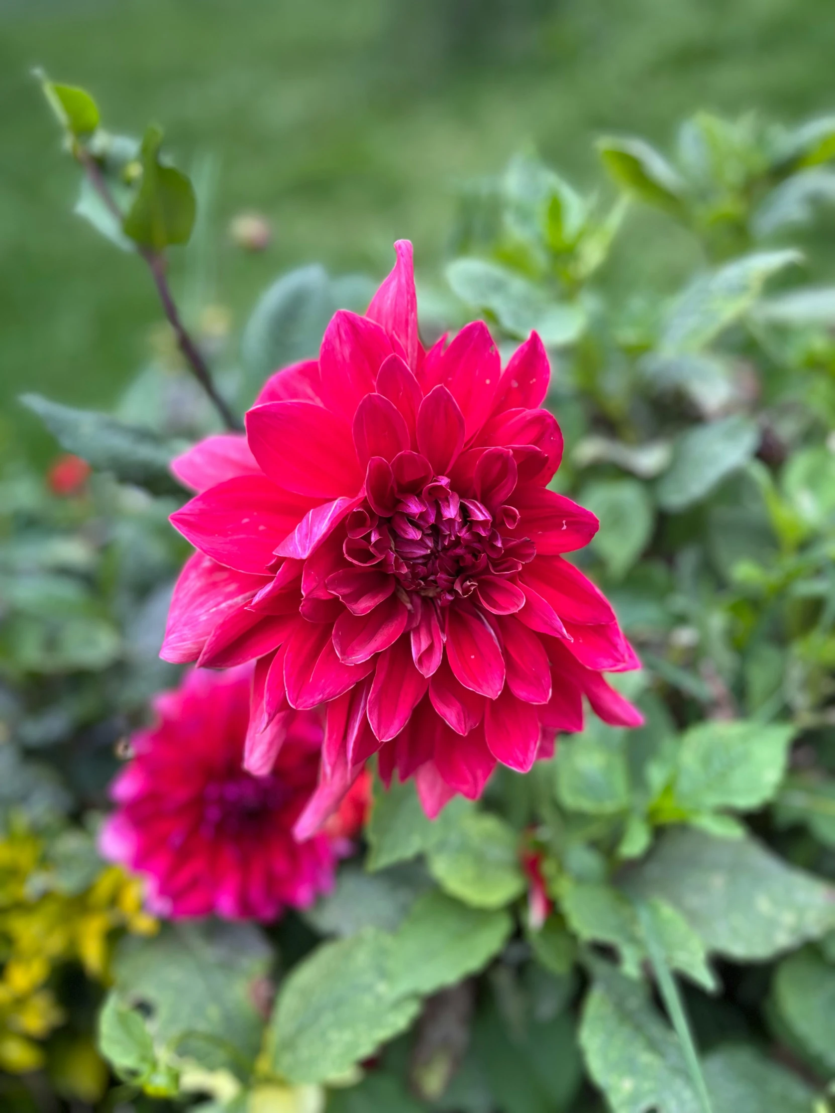 a red flower that is blooming next to some green leaves